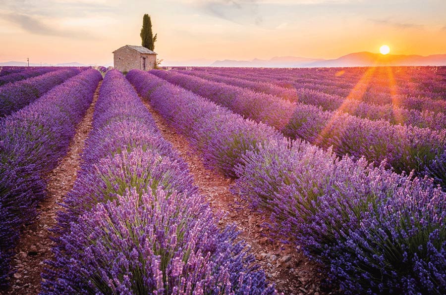 hoa oai huong lavender 1