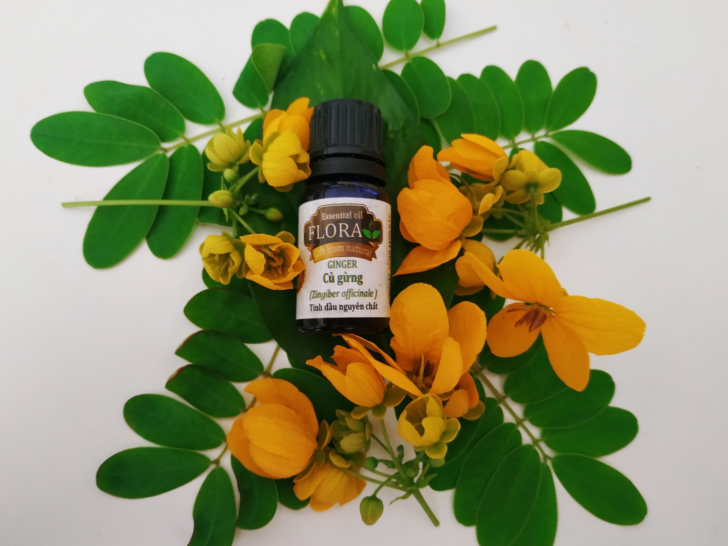 tinh dau cu gung 10 ml